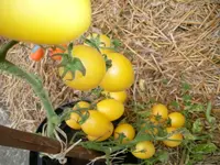 tomatenfest_y.webp tomatenfest_y.webp