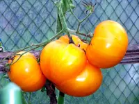 tomatenfest_z.webp tomatenfest_z.webp