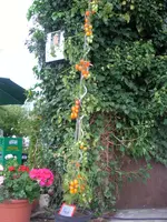 tomatenfest_ä.webp tomatenfest_ä.webp