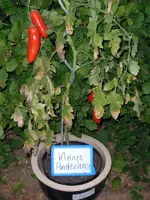 tomatenfest_ö.webp tomatenfest_ö.webp