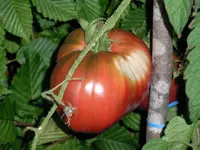 tomatenfest_ü.webp tomatenfest_ü.webp