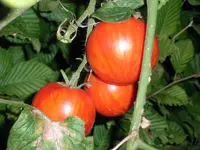 tomatenfest_ë.webp tomatenfest_ë.webp