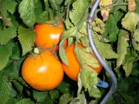 tomatenfest_ï.webp tomatenfest_ï.webp