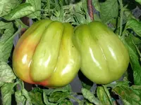 tomatenfest_à.webp tomatenfest_à.webp