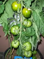 tomatenfest_á.webp tomatenfest_á.webp