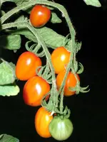 tomatenfest_â.webp tomatenfest_â.webp