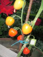 tomatenfest_ã.webp tomatenfest_ã.webp