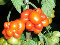 tomatenfest_å.webp tomatenfest_å.webp