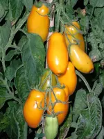 tomatenfest_ç.webp tomatenfest_ç.webp