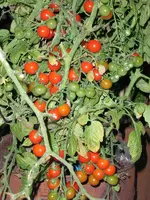 tomatenfest_è.webp tomatenfest_è.webp