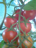 DSC01197.webp