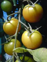DSC01199.webp