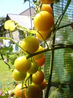 DSC01200.webp