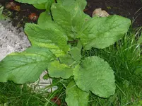 P1020560.webp