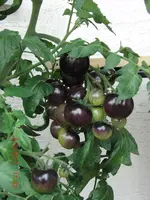CIMG2989.webp