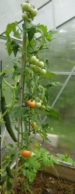 CIMG1663 garten forum.webp