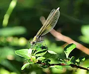 DSC_0533 Libelle.webp