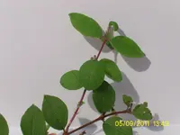 Oberseite1.webp