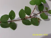 Oberseite2.webp