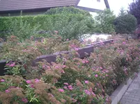 Hecke blüht wieder.5.6.2011.webp