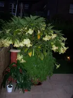 100_2955.webp