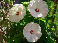 CIMG7102.webp
