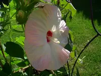 CIMG7126.webp