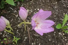 Garten 09 2011 003.webp