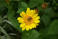 Garten 09 2011 005.webp