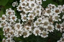 Garten 09 2011 006.webp