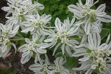 Garten 09 2011 007.webp