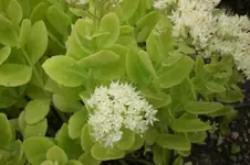 Garten 09 2011 011.webp