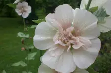 Garten 09 2011 012.webp