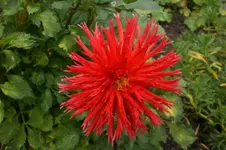 Garten 09 2011 013.webp