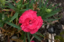 Garten 09 2011 014.webp