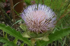 Garten 09 2011 015.webp