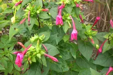 Garten 09 2011 016.webp