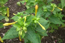 Garten 09 2011 017.webp