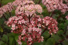 Garten 09 2011 018.webp