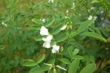 Garten 09 2011 021.webp