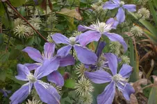 Garten 09 2011 022.webp