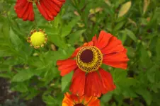 Garten 09 2011 023.webp