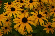 Garten 09 2011 024.webp