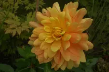 Garten 09 2011 025.webp
