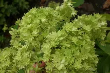 Garten 09 2011 026.webp