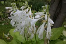 Garten 09 2011 027.webp