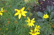 Garten 09 2011 028.webp