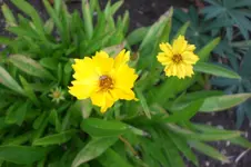 Garten 09 2011 030.webp