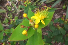 Garten 09 2011 031.webp