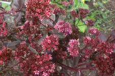Garten 09 2011 032.webp